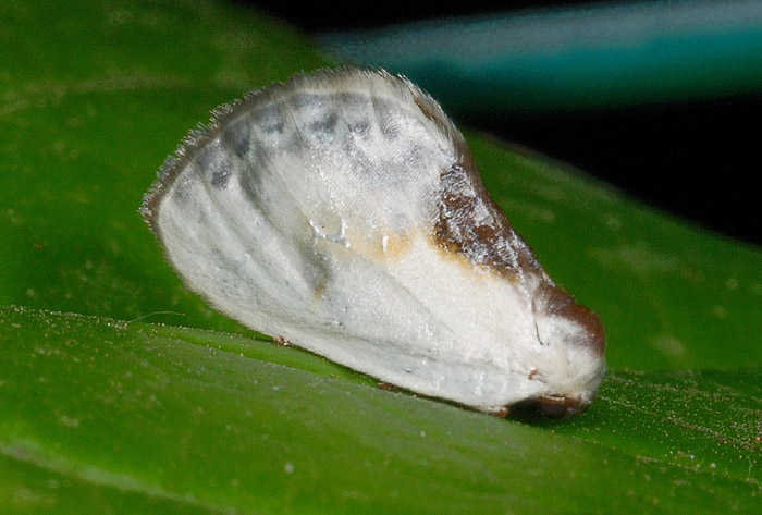 Cilix glaucata